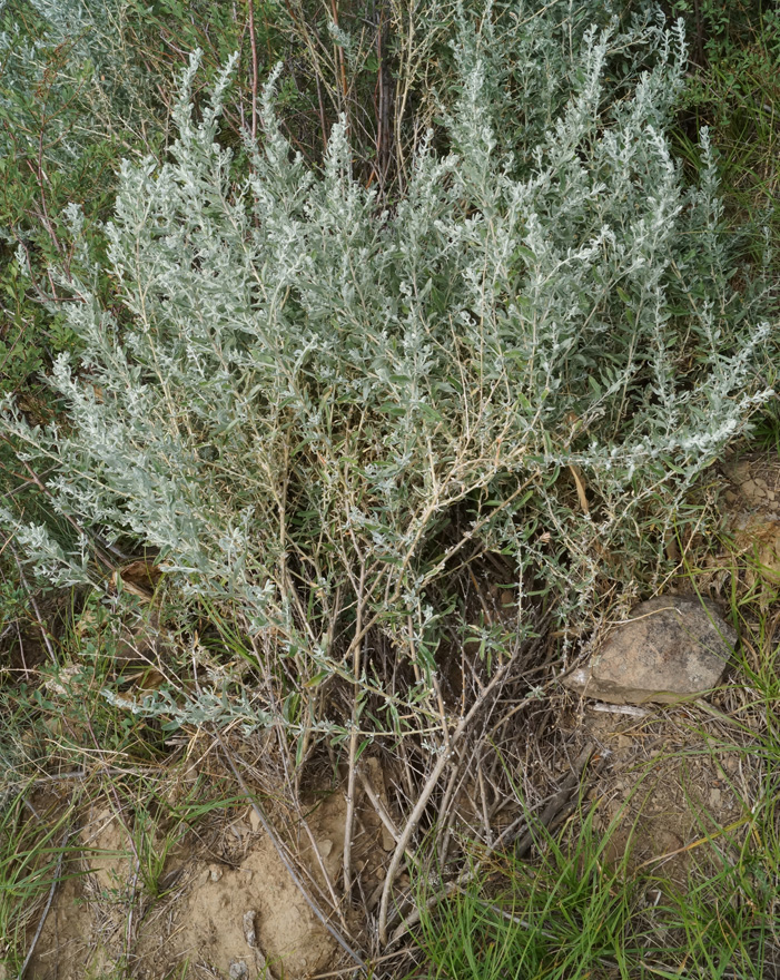 Image of Krascheninnikovia ceratoides specimen.