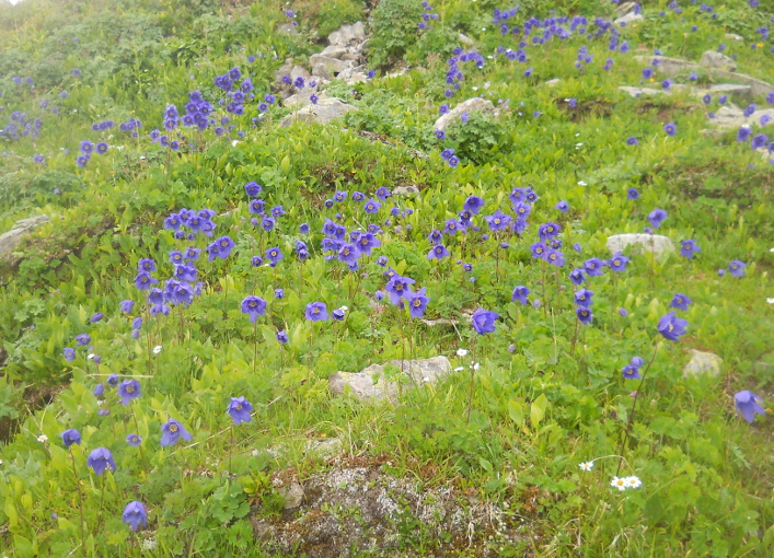 Image of Aquilegia glandulosa specimen.