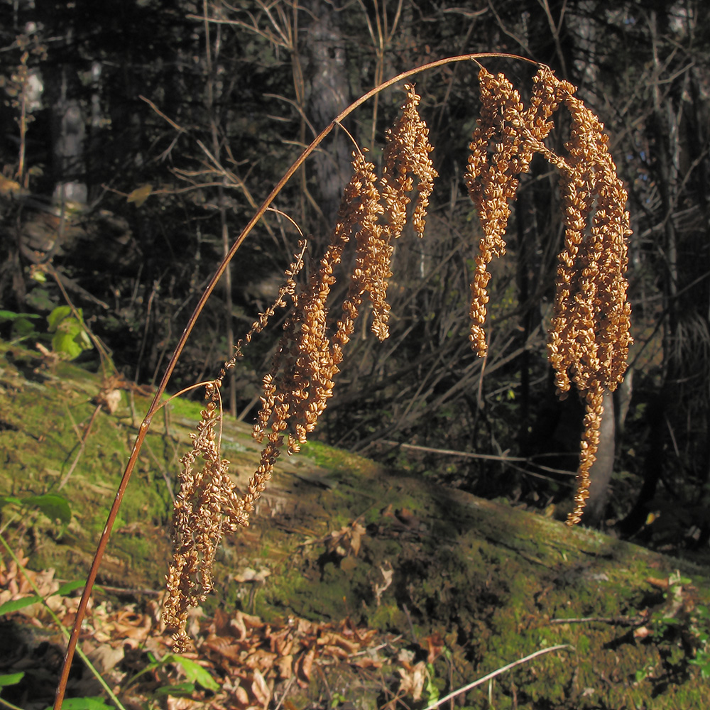 Image of Aruncus sylvestris specimen.