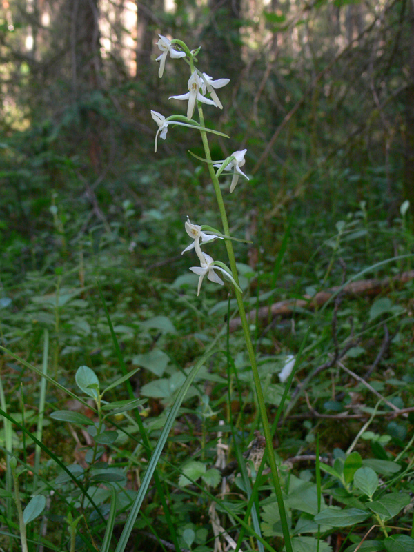 Image of Platanthera bifolia specimen.