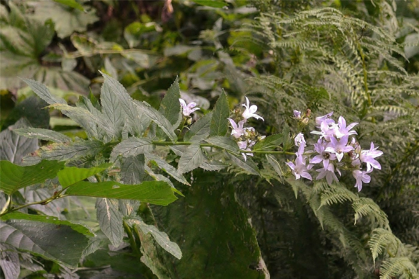 Image of Gadellia lactiflora specimen.