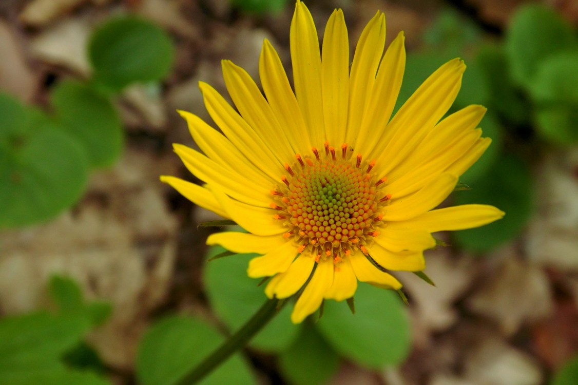 Image of Doronicum orientale specimen.