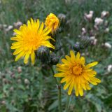 Sonchus arvensis ssp. uliginosus