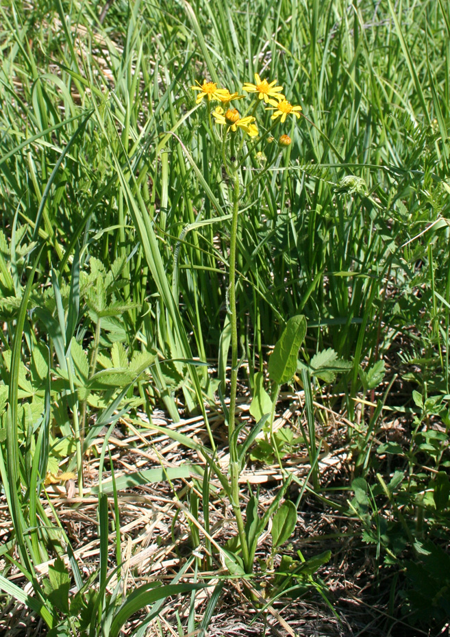 Image of Tephroseris integrifolia specimen.