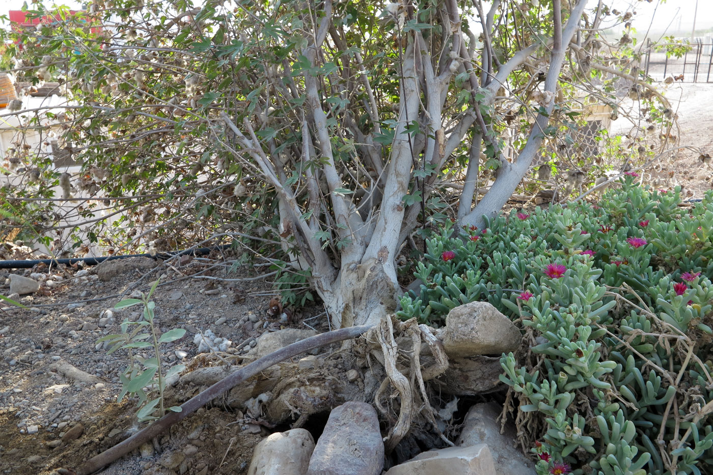 Image of genus Gossypium specimen.