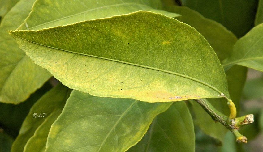 Image of Citrus limon specimen.