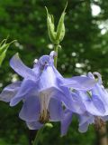 Aquilegia vulgaris