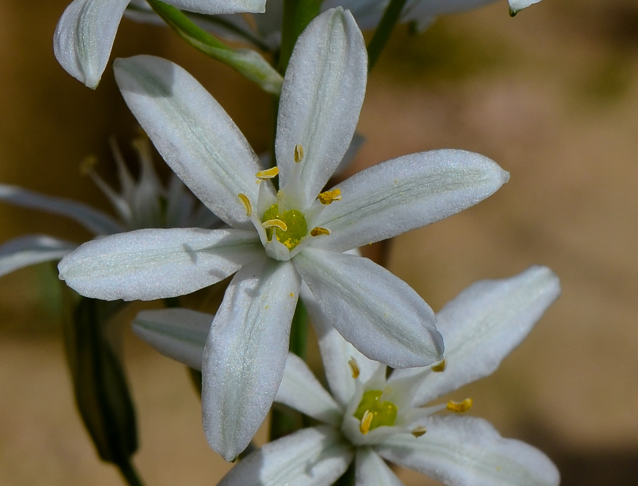 Изображение особи Ornithogalum narbonense.