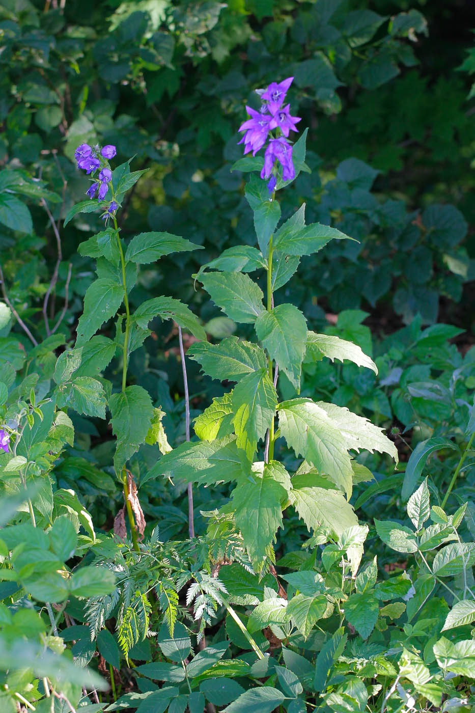 Image of Campanula latifolia specimen.