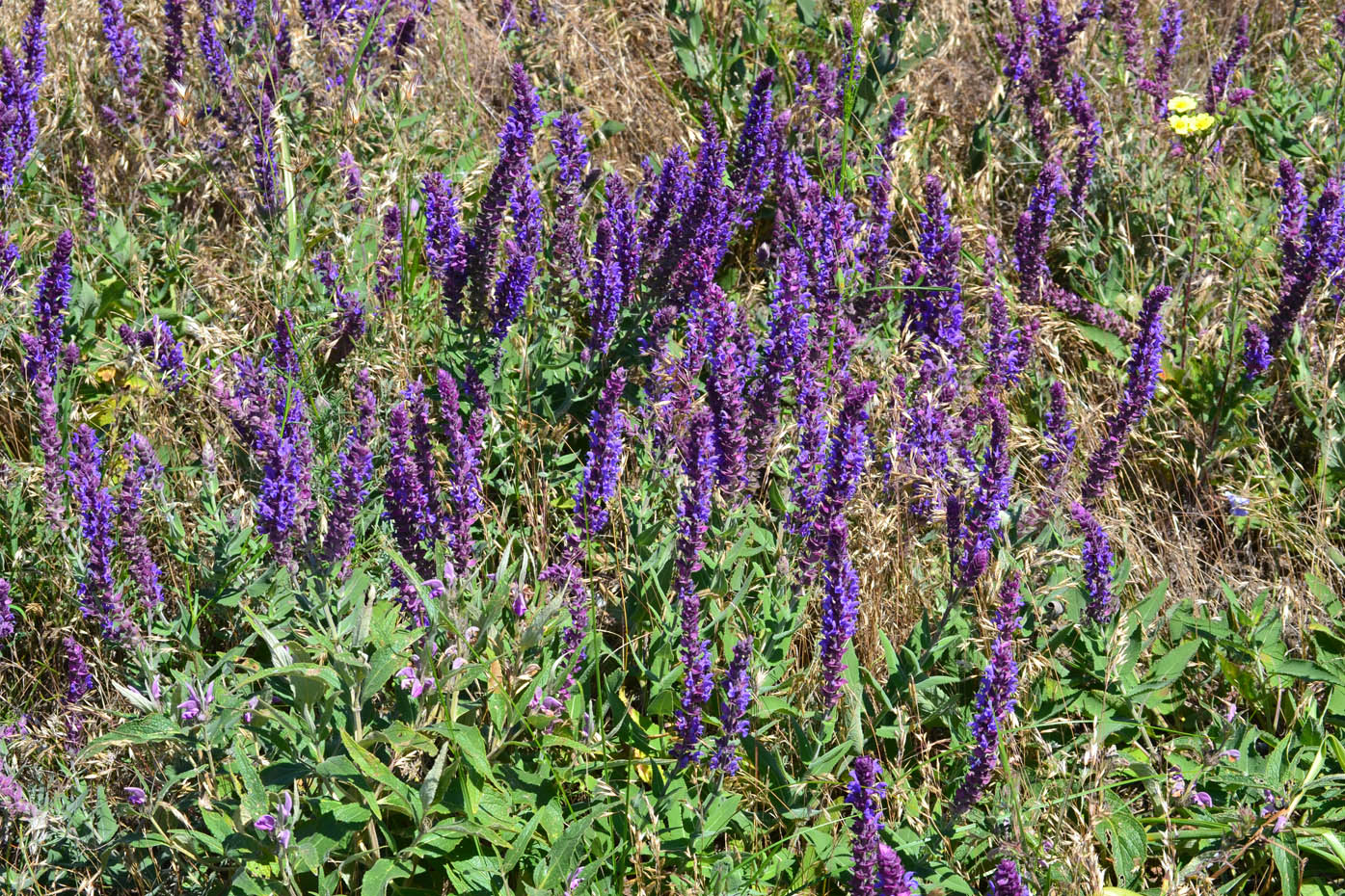 Image of Salvia tesquicola specimen.