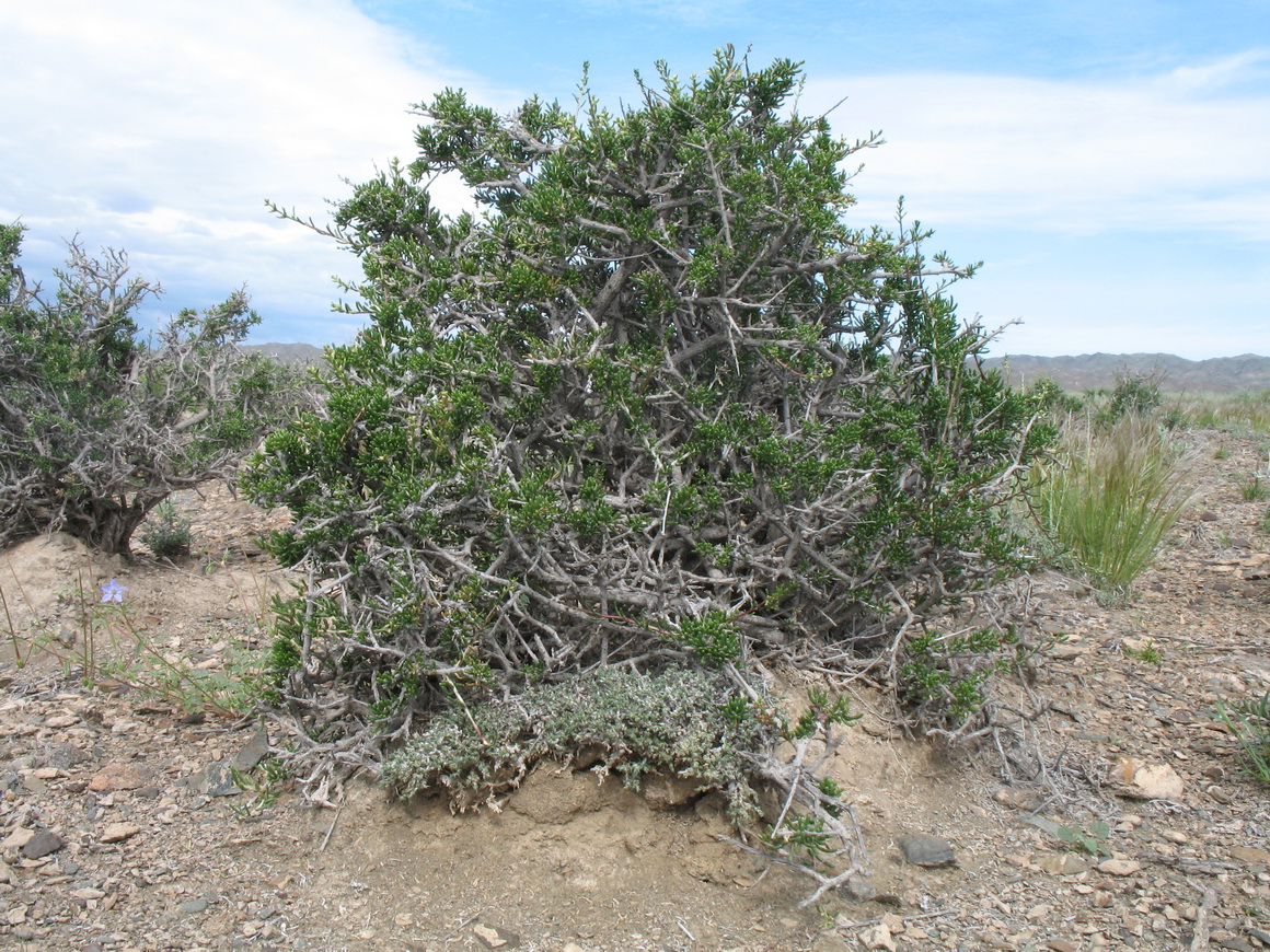 Изображение особи Salsola arbusculiformis.