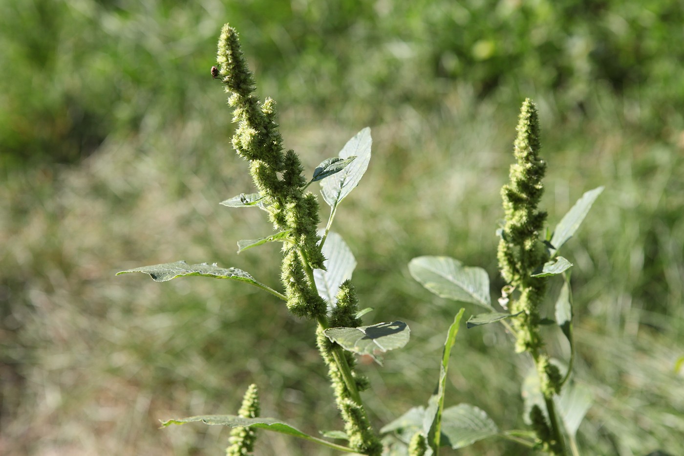 Изображение особи Amaranthus retroflexus.