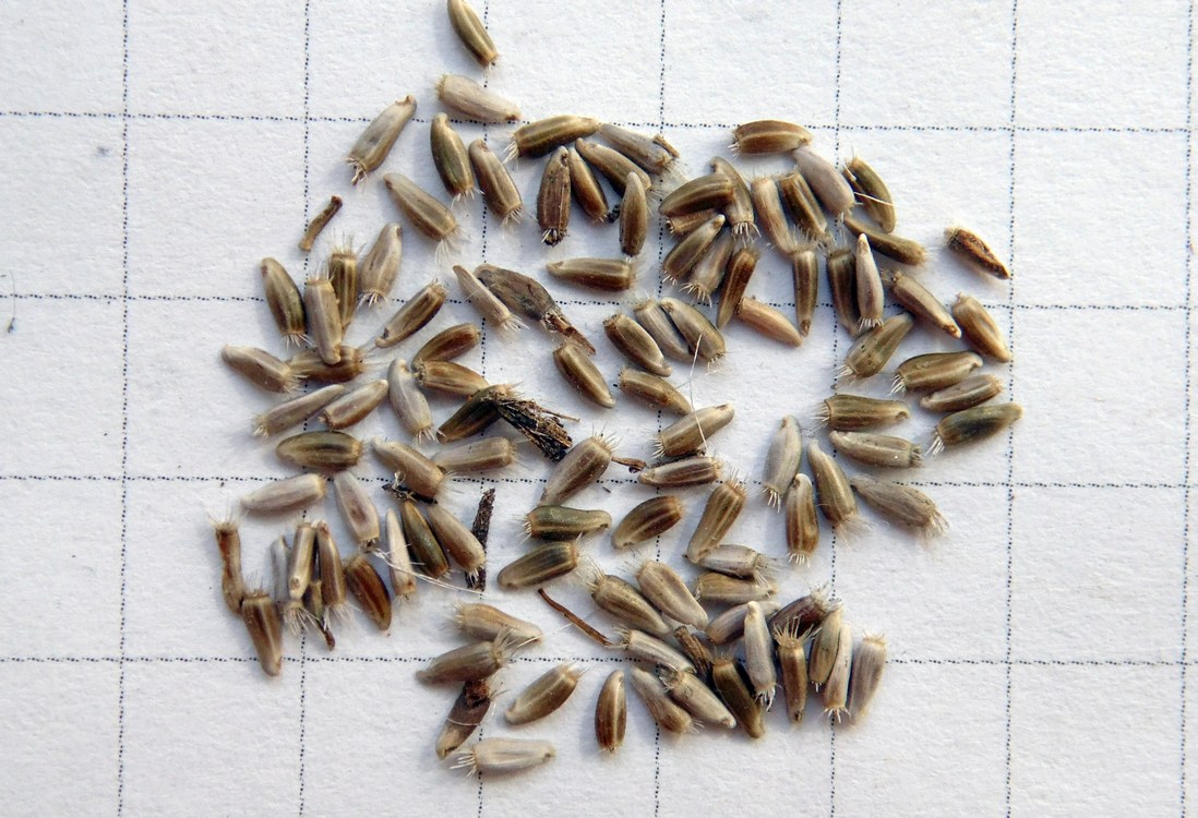 Image of Centaurea diffusa specimen.