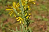 Senecio argunensis. Верхушка цветущего растения с листом (обратная сторона). Приморский край, Шкотовский р-н, пос. Подъяпольск, склон, переходящий в овраг. 25.09.2016.