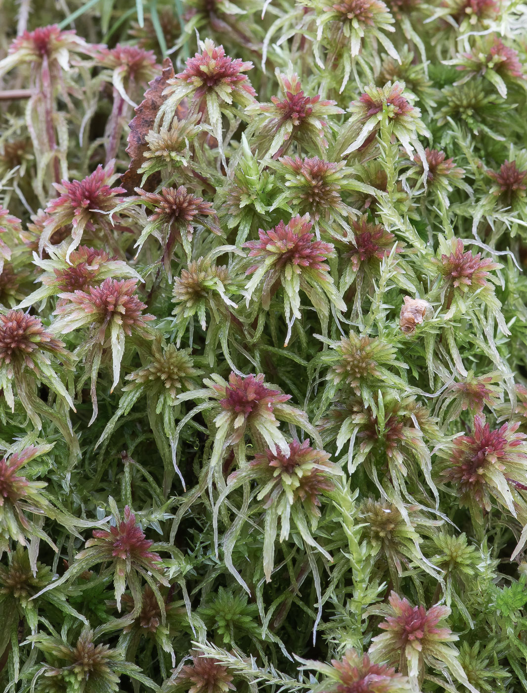 Image of Sphagnum russowii specimen.