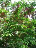 Acer henryi