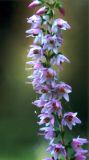 Calluna vulgaris. Верхняя часть цветущей веточки. Украина, Волынская обл., Ратновский р-н, северо-восточнее с. Залухов, экотон между лесом и лугом на берегу озера Волянское. Средина августа 2002 г.