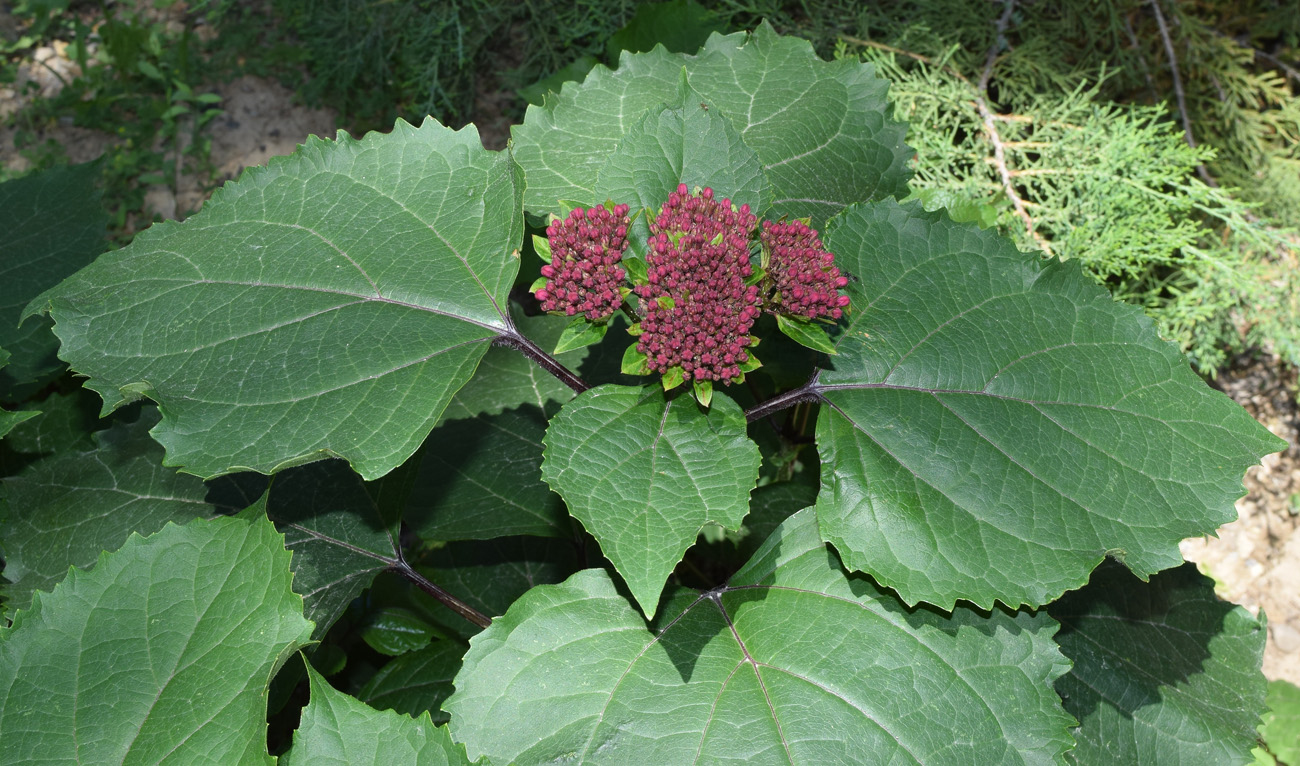 Image of Clerodendrum bungei specimen.