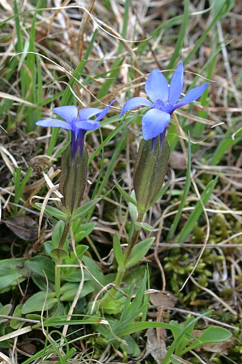 Image of Gentiana uniflora specimen.