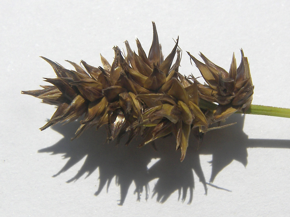 Image of Carex vulpina specimen.