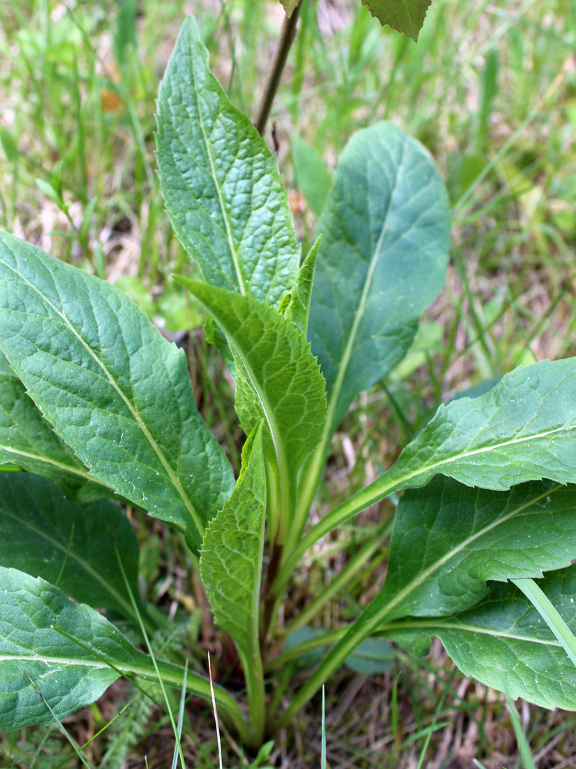 Image of Solidago virgaurea specimen.