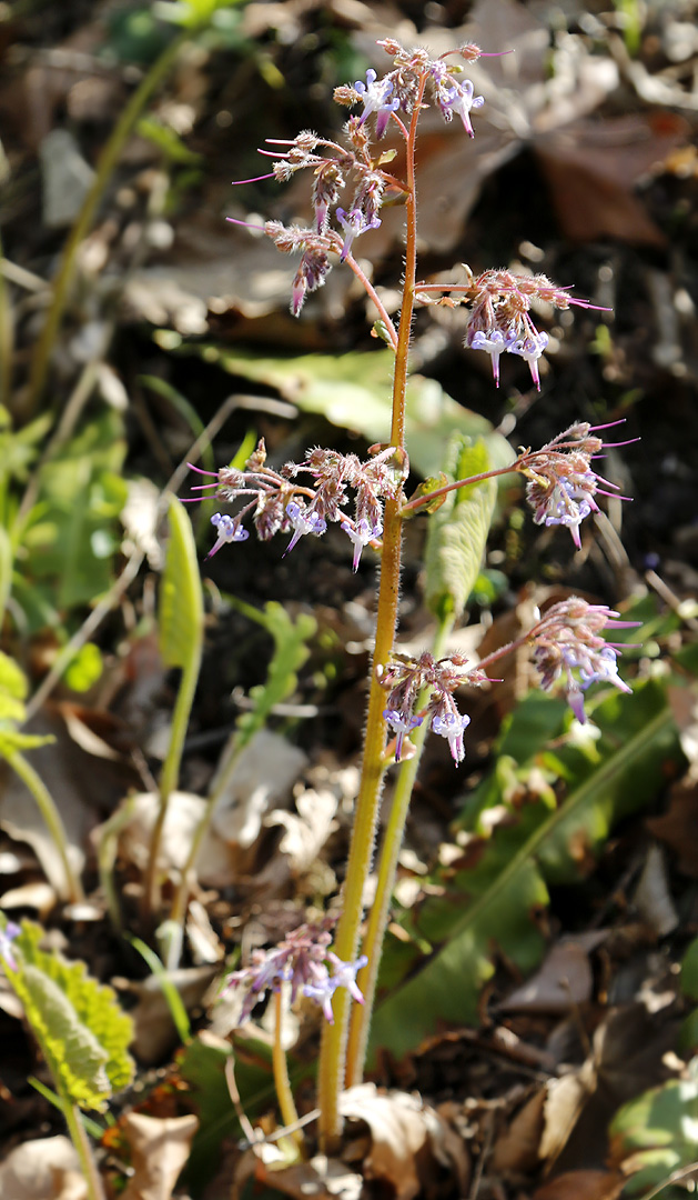 Изображение особи Trachystemon orientalis.