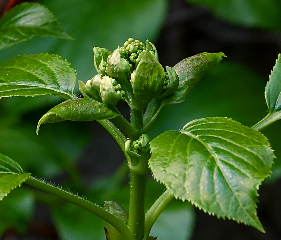 Изображение особи Hydrangea petiolaris.