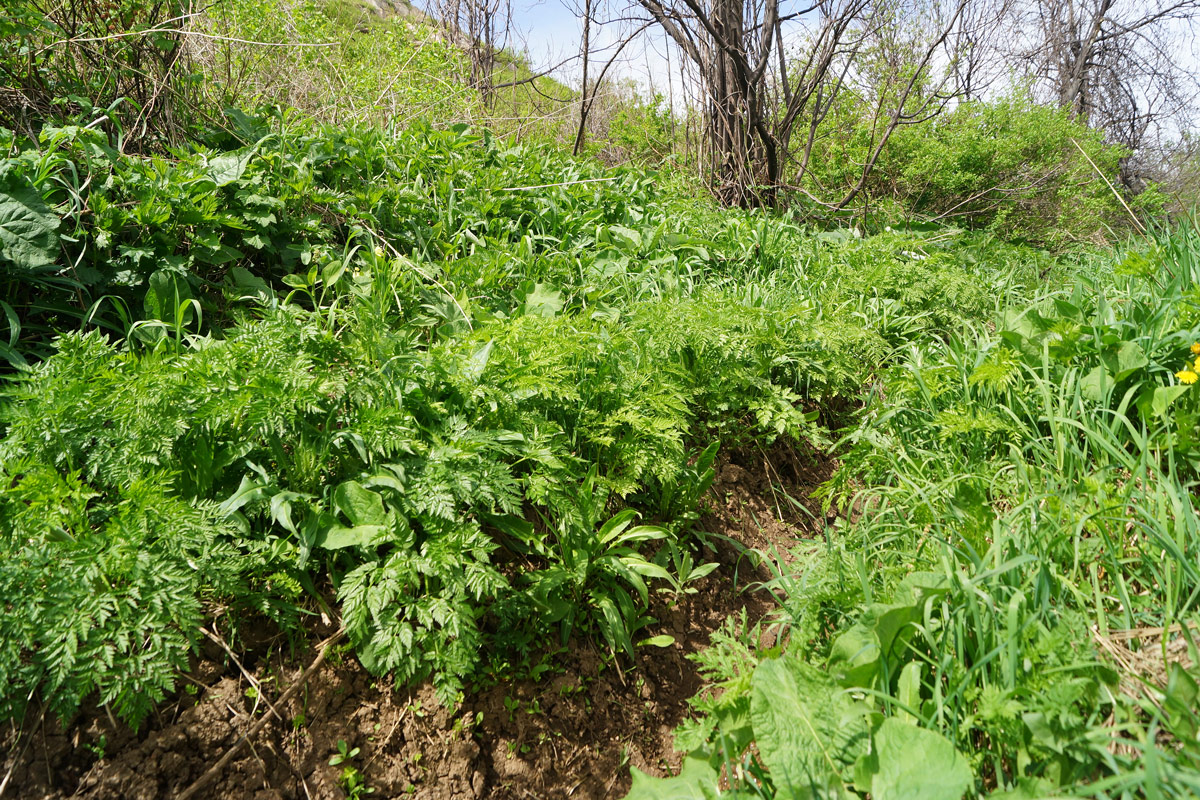 Изображение особи Anthriscus sylvestris var. nemorosa.