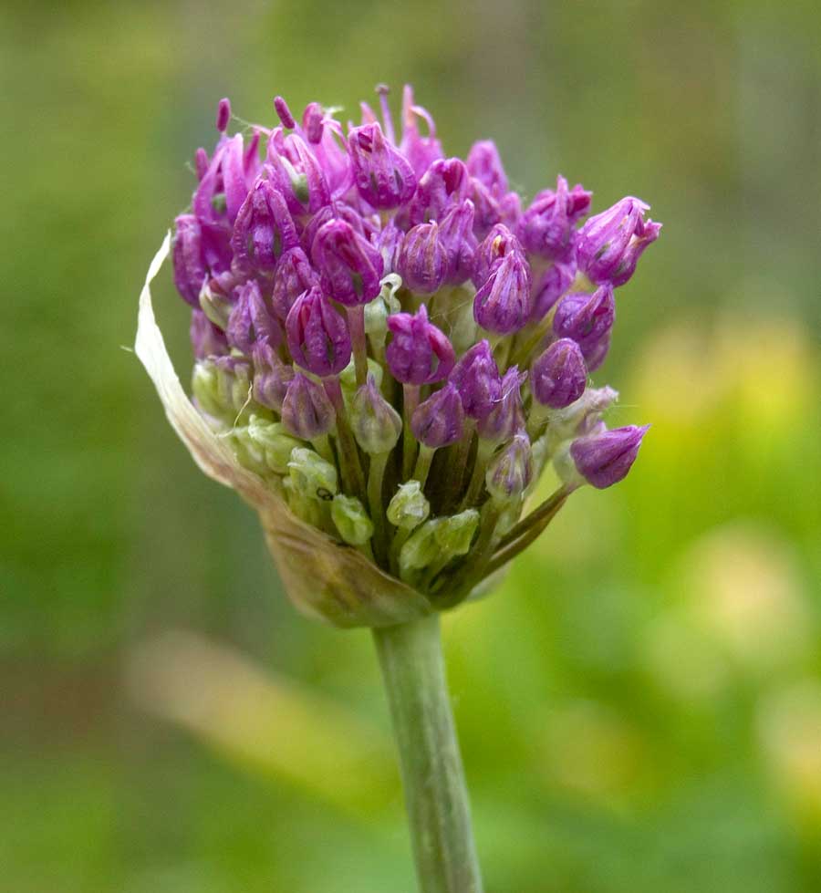 Image of genus Allium specimen.