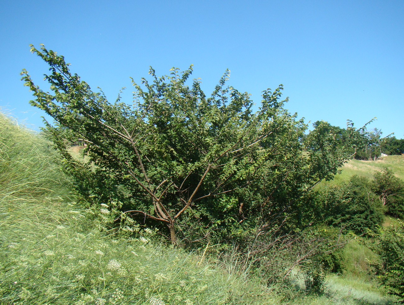 Image of Ulmus minor specimen.