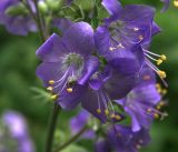 Polemonium caeruleum