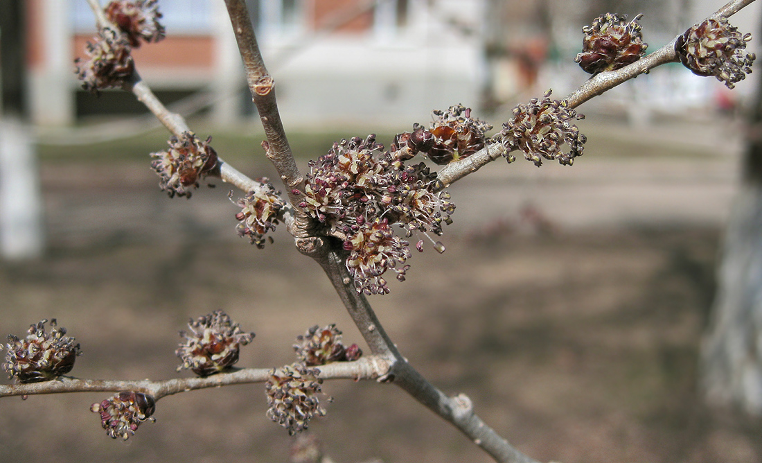 Image of Ulmus pumila specimen.