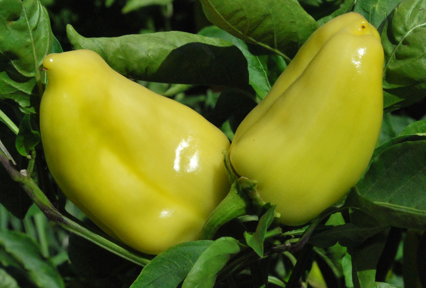 Изображение особи Capsicum annuum.