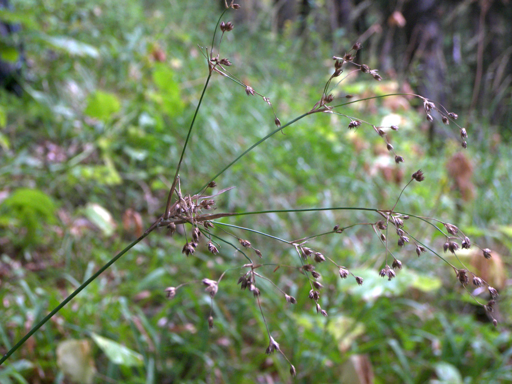 Image of Luzula sylvatica specimen.