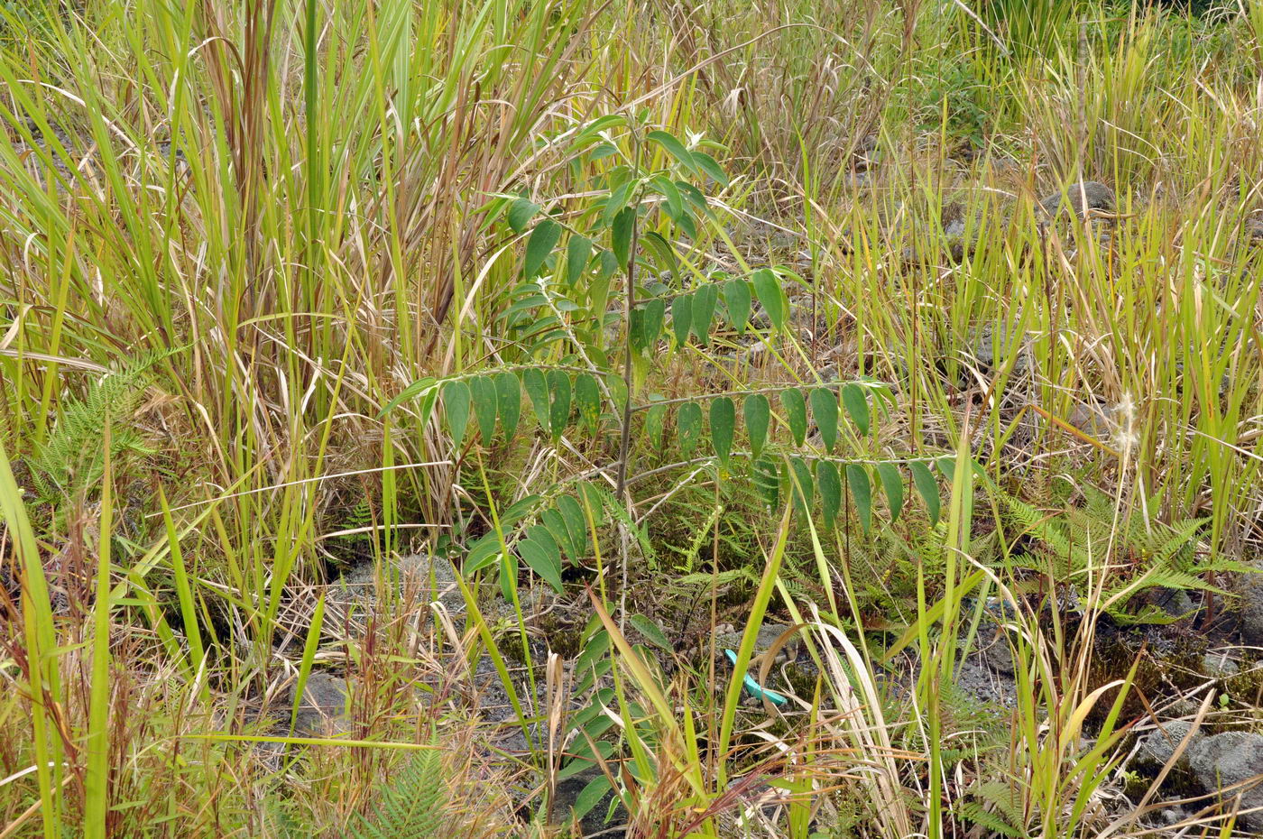 Image of genus Trema specimen.