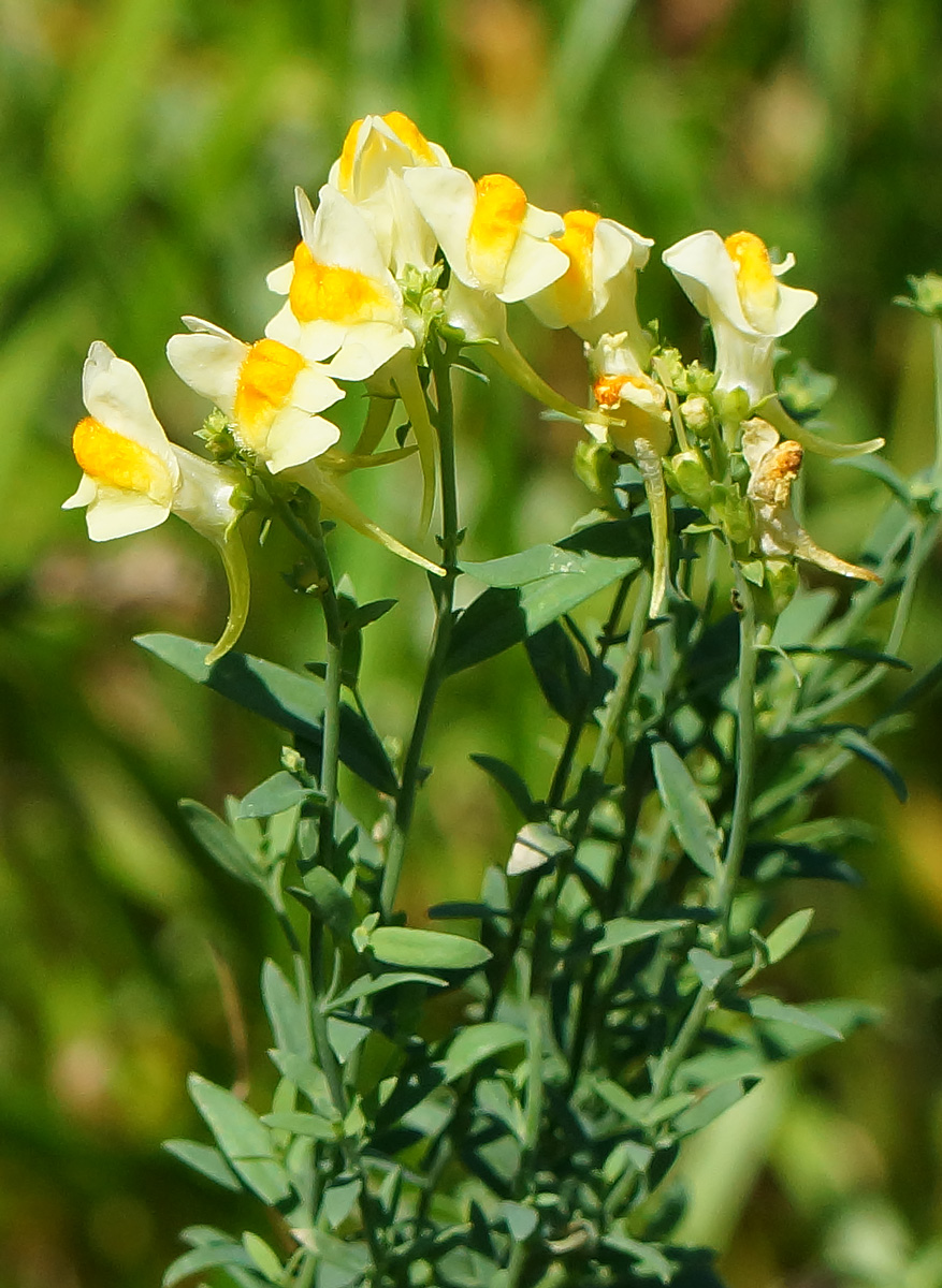 Image of Linaria vulgaris specimen.