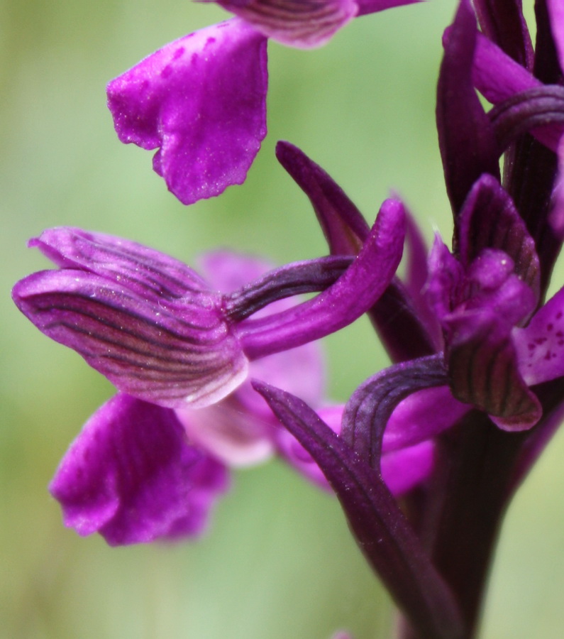 Изображение особи Anacamptis morio ssp. caucasica.