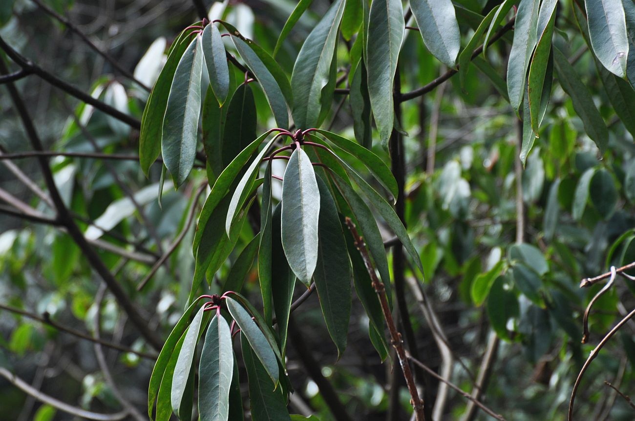 Изображение особи Daphniphyllum macropodum.