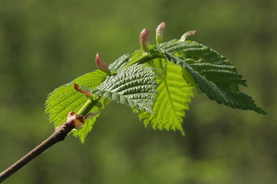 Изображение особи Ulmus laevis.