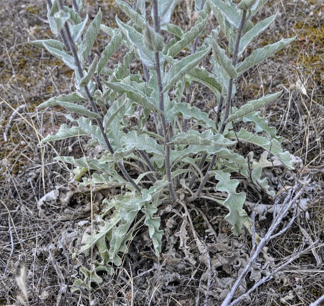 Изображение особи род Verbascum.