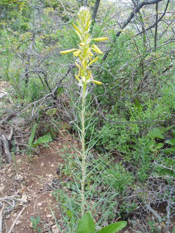 Изображение особи Asphodeline lutea.