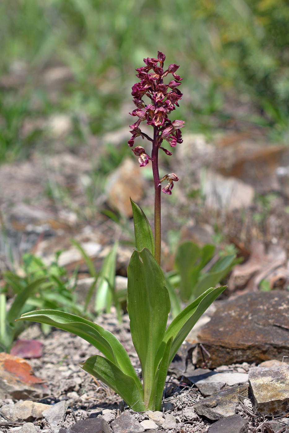 Image of Orchis &times; wulffiana nothosubsp. suckowii specimen.