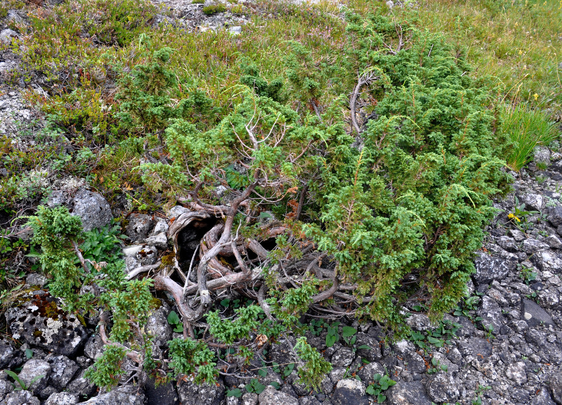 Изображение особи Juniperus sibirica.