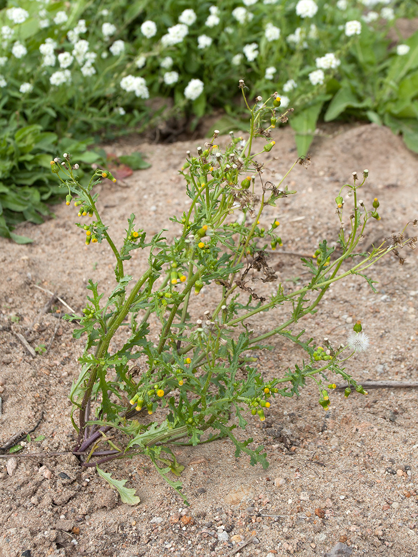 Image of Senecio vulgaris specimen.