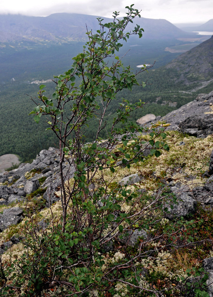 Image of genus Betula specimen.