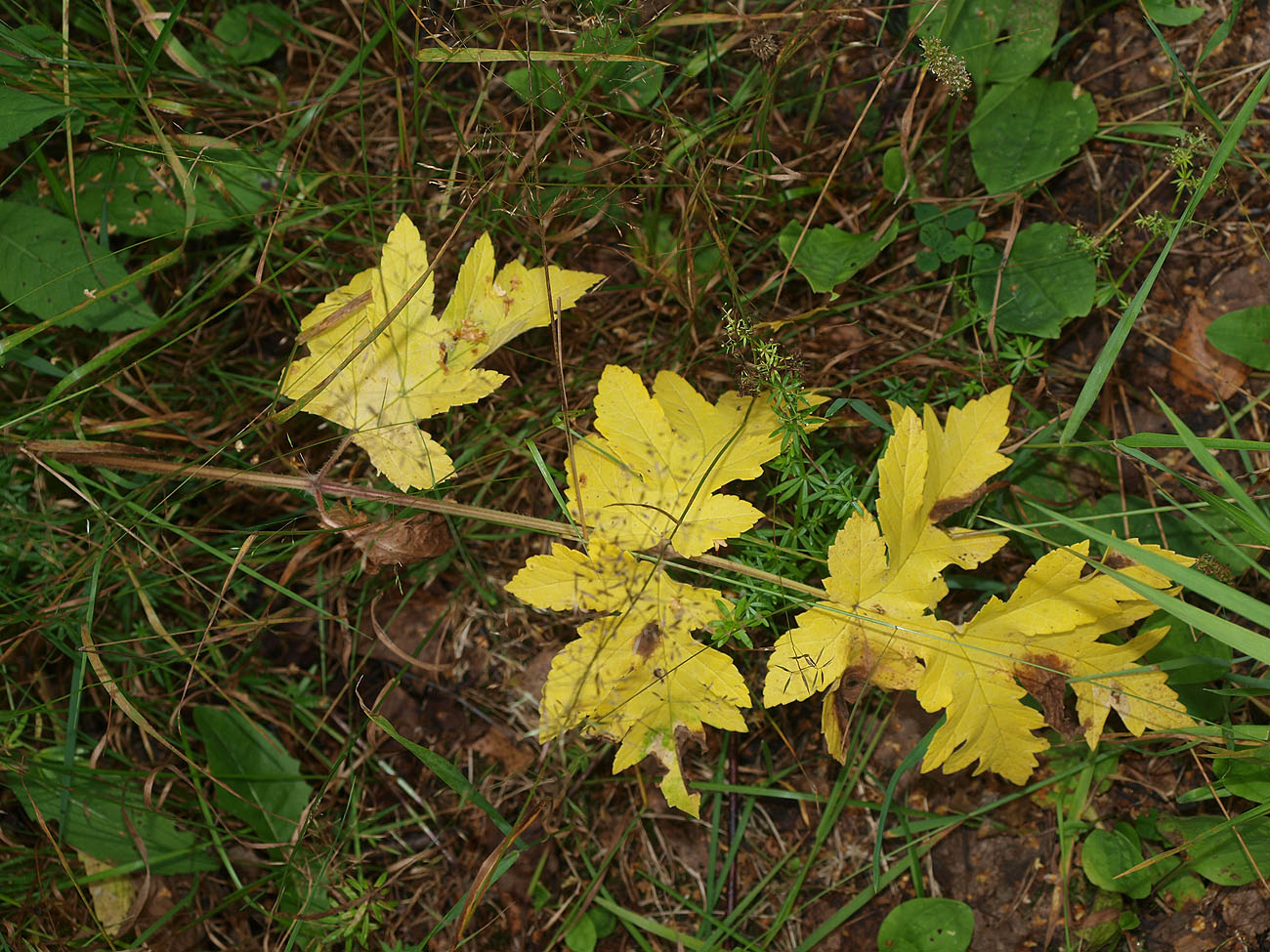 Image of Heracleum sibiricum specimen.