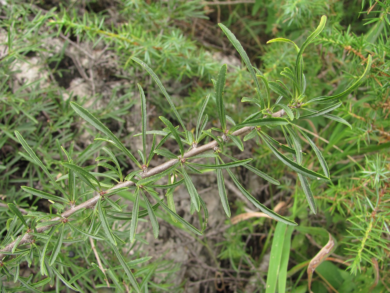 Image of Rhamnus erythroxyloides specimen.