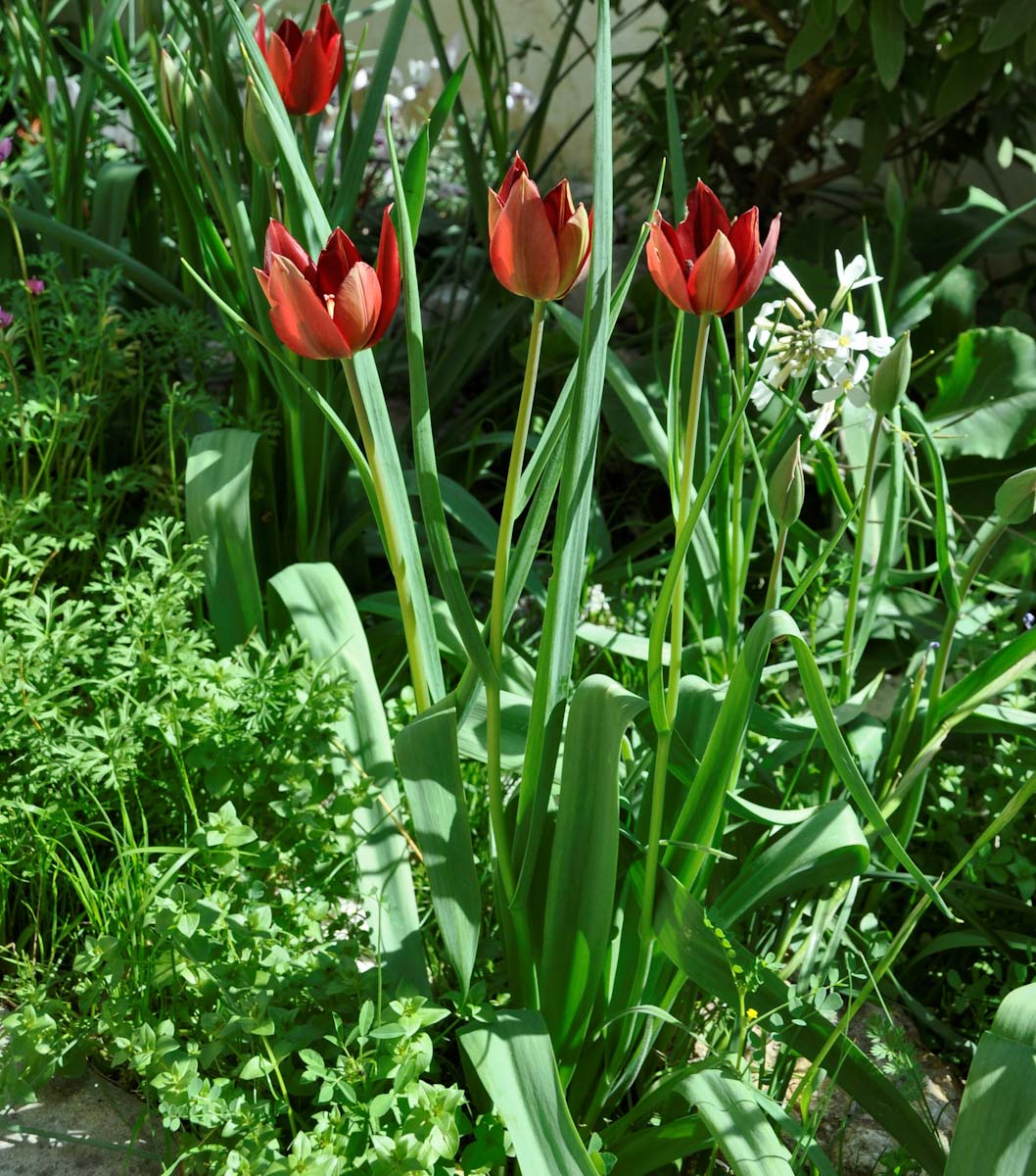 Изображение особи Tulipa cypria.