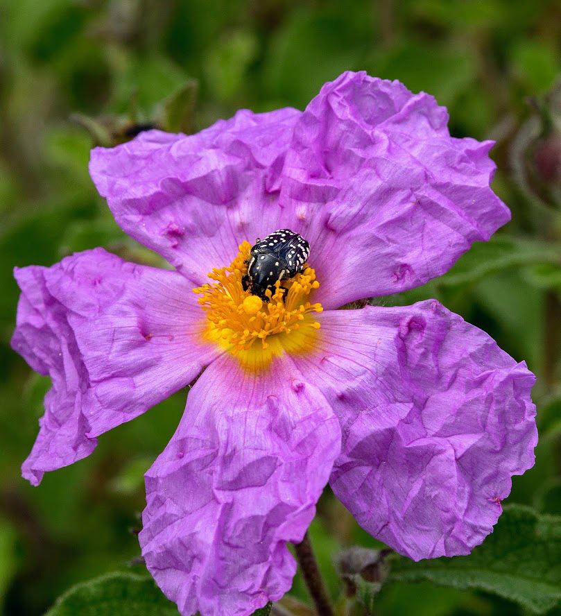 Изображение особи Cistus creticus.