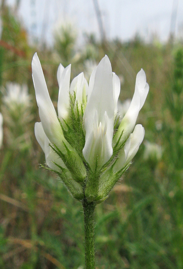 Изображение особи Astragalus onobrychis.